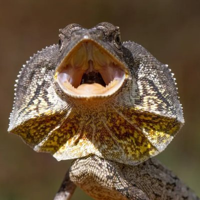 HenriqueKoba85's profile picture. 