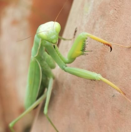 capdestopa's profile picture. 