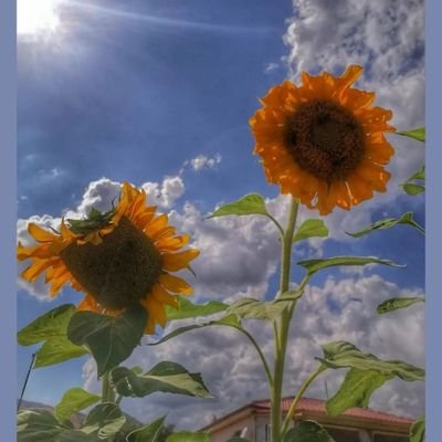 BKabacikli's profile picture. 