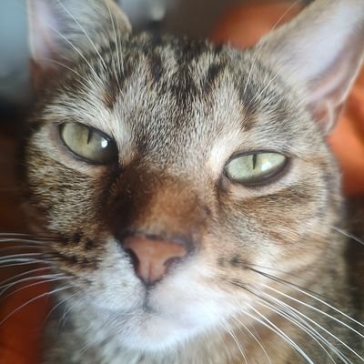 MrHossCartright's profile picture. life is great now that my eggs are $2.99 and not $3.01.