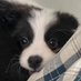 APcorrrrrePLE (@itsme_yourpuppy) Twitter profile photo APcorrrrrePLE (@itsme_yourpuppy) Twitter profile photo