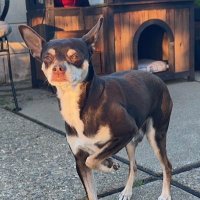 CiscoKid (@ciscokid1654686) 's Twitter Profile