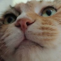 nyan (@nyan_nyan_4444_) 's Twitter Profile Photo nyan (@nyan_nyan_4444_) 's Twitter Profile Photo