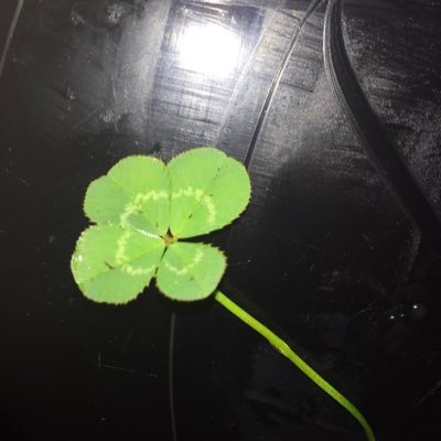 Herbnrenewal1's profile picture. Just here for the news and comments.