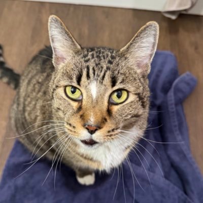 MrMikesTattoos's profile picture. 