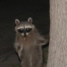 ItJustBud's profile picture. Infectious waste? Me? || He/him 🏳️‍⚧️ || Variety Streamer || We bye-lingual up in this gig