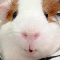 햄콩몽 (@hamkongmong) 's Twitter Profile