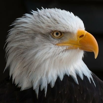 _CoolEagle_'s profile picture. 