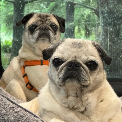 2 senior pugs rolling through life in the Bavarian village of Leavenworth, WA
Interests: Food & Travel. Living their best #puglife #TravelsWithAnjouAndHendrix