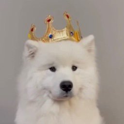 I sell Samoyed and Samoyed accessory’s | love my country 🇺🇸 | 21 | 18+ this time around. |
