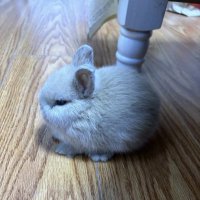 mπ (@kamarbarikx) 's Twitter Profile