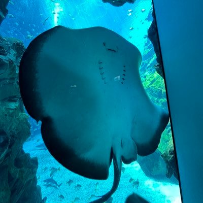 gyes1026gmailc2's profile picture. 單身男性