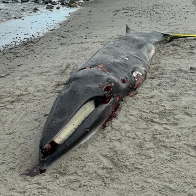 SmithandWishing's profile picture. Fighting for the American Eagle and the Whales. Stop ALL Wind Turbines. Save the Whales. Only the devil lives in California.