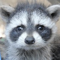 Kobeni Raccoon (@kobenivevo) 's Twitter Profile