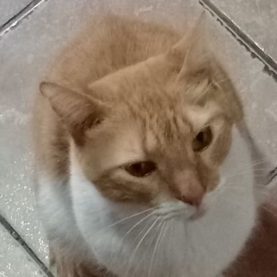 LadyNeia995's profile picture. 