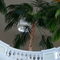 Palm D. Tree (@palmtreestalk) 's Twitter Profile