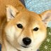 犬@30代後半未経験からエンジニア目指す (@nsnjq77201) Twitter profile photo 犬@30代後半未経験からエンジニア目指す (@nsnjq77201) Twitter profile photo