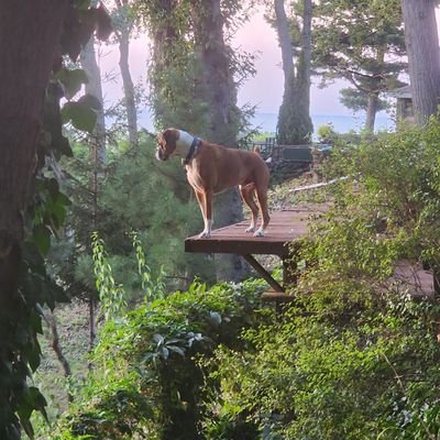 elwag85's profile picture. Protect, Guide, Inspire