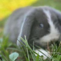 Jacob Dodson (@jaco36780) 's Twitter Profile