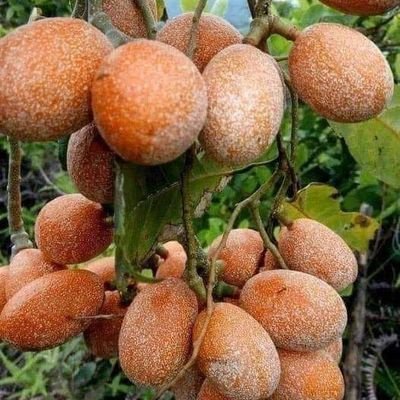 Seikhongamlupho's profile picture. 