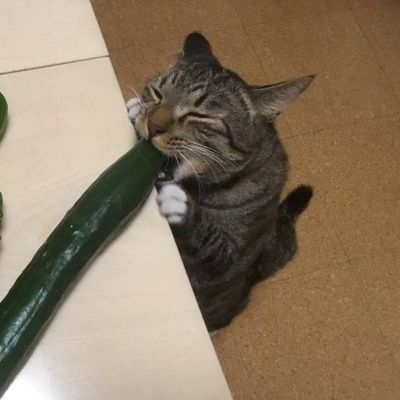 キューリさんのプロフィール画像