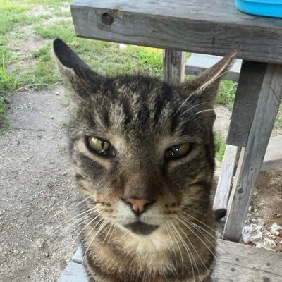 queffa_'s profile picture. 