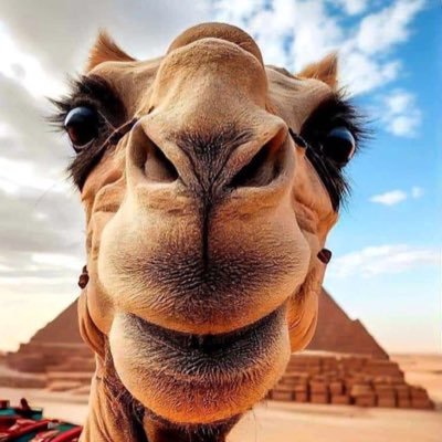 tigletsplace's profile picture. 