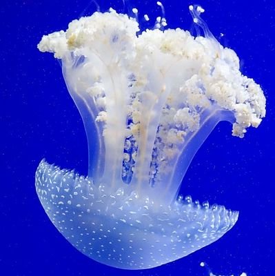 🏳️⚧️ it/its | made out of starstuff & slimy silica gel bones | may get ⚠️ | bwehhhhhhhh 🤍🤍🤍🤍