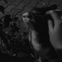 Budoor (@vllbi7) 's Twitter Profile