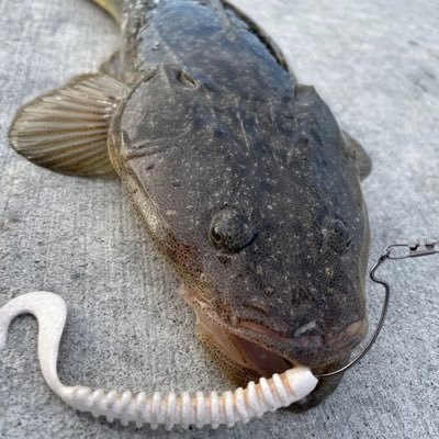 アサヒさんのプロフィール画像
