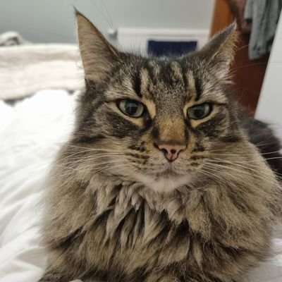 HandyAunt76's profile picture. All things Pompey, football, and a smattering of maritime.