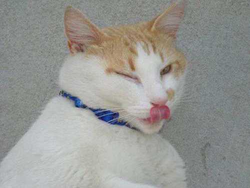 FurensicPets's profile picture. Helping pets and their humans communicate better