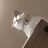 ジュクチョー💭 (@milk_chan_bomb) 's Twitter Profile
