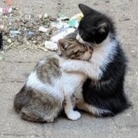 تبنى لا تشتري (@catloversw) 's Twitter Profile