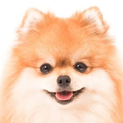 株すきイッヌ Profile