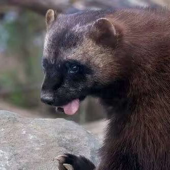 water_watte's profile picture. 只产自己喜欢的。想发啥就发啥～……