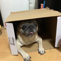 やまかん (@inumusuko122) 's Twitter Profile