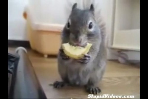 smoshkins2's profile picture. 