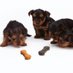 Dogs Gone Cute (@doggonecutes) Twitter profile photo Dogs Gone Cute (@doggonecutes) Twitter profile photo