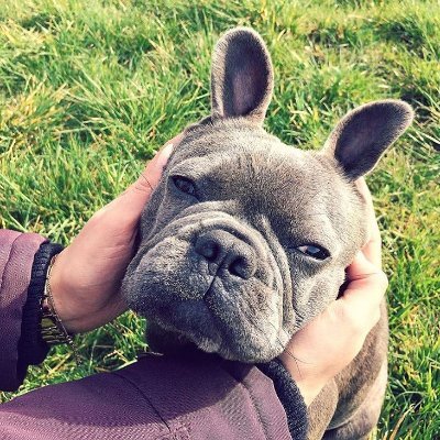 -If you're a fan of French Bulldogs, you'll love us🇺🇸. 🐾
-Dogs love us more than they love themselves.
-(DM for credits/removal)