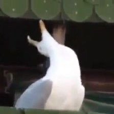 larus_nauta's profile picture. да, я верю в то, что светлая будет полоса