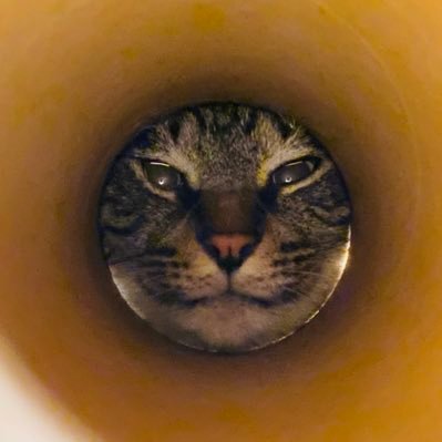 苦手なものはカエルとキノコ(絵写真👌)とぬるぬるした食べ物全般とプレオーダーです※すき!よい!すてき!にいいねとRP😆