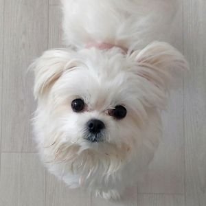 Hyunjung_0402's profile picture. Cecilia HJ Lee

블로썸 컬러링 아트