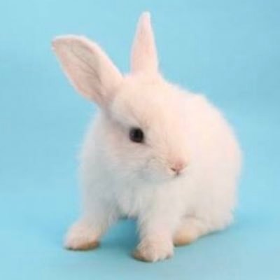 アラヤさんのプロフィール画像