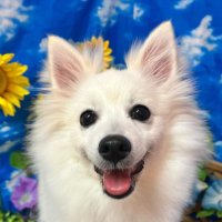 NOVAX (@nova_x_225) 's Twitter Profile