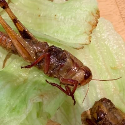 tototototaro's profile picture. オレオレ！オレ！