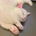 ลูกชุบ (@lookchupcute) Twitter profile photo ลูกชุบ (@lookchupcute) Twitter profile photo