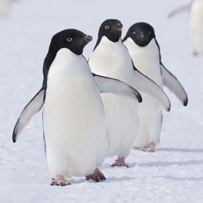 もここ (@chick__peas) / Posts / X