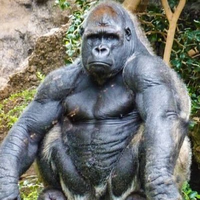 KongArms's profile picture. Defender of The Minority