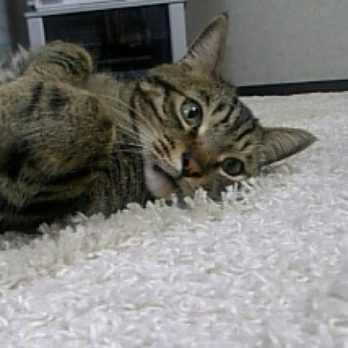 yumilk729's profile picture. 